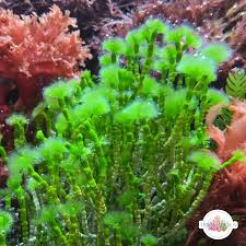 Attēlu rezultāti vaicājumam “Physarum rubiginosum macro”