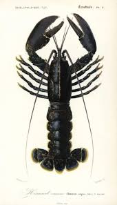 Image result for Homarus gammarus