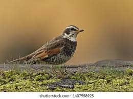 Image result for Turdus eunomus