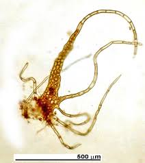 Attēlu rezultāti vaicājumam “Barbilophozia lycopodioides macro”