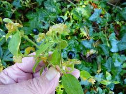 Attēlu rezultāti vaicājumam “Silene baccifera fruit”