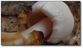 Attēlu rezultāti vaicājumam “Volvariella bombycina”