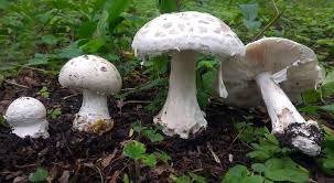 Attēlu rezultāti vaicājumam “Amanita strobiliformis”
