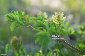 Attēlu rezultāti vaicājumam “Astragalus glycyphyllos”
