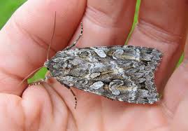 Attēlu rezultāti vaicājumam “Lamprotettix nitidulus”