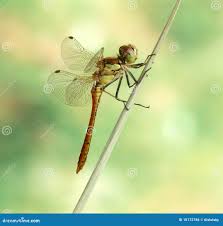 Attēlu rezultāti vaicājumam “Sympetrum vulgatum male”