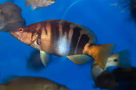 Image result for Serranus scriba