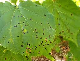 Attēlu rezultāti vaicājumam “Mycosphaerella millegrana”