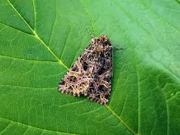 Attēlu rezultāti vaicājumam “Hadena rivularis”