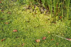 Attēlu rezultāti vaicājumam “Sphagnum cuspidatum”
