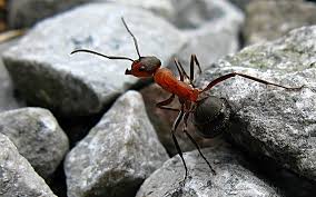 Attēlu rezultāti vaicājumam “Formica rufa imago”