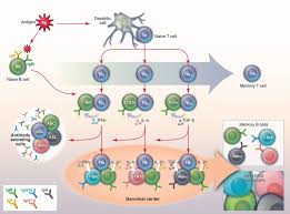 Attēlu rezultāti vaicājumam “Bryum funkii cells”