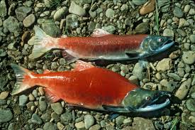 Image result for Oncorhynchus tshawytscha