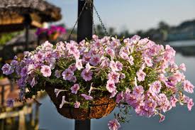 Image result for Petunia