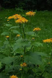 Attēlu rezultāti vaicājumam “Telekia speciosa flower”