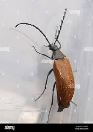 Attēlu rezultāti vaicājumam “Pseudocistela ceramboides”