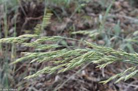Attēlu rezultāti vaicājumam “Festuca psammophila”