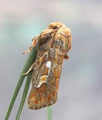 Attēlu rezultāti vaicājumam “Panolis flammea”