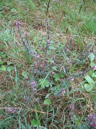 Attēlu rezultāti vaicājumam “Perizoma bifaciata”