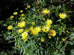 Image result for Buphthalmum salicifolium