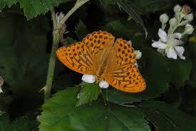 Attēlu rezultāti vaicājumam “Argynnis paphia male”