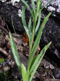 Attēlu rezultāti vaicājumam “Lepidium densiflorum flower”