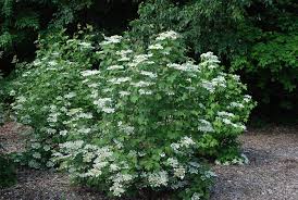 Attēlu rezultāti vaicājumam “Viburnum opulus bud”