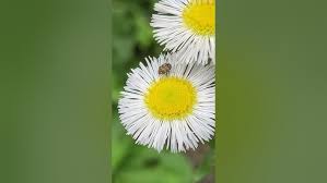 Attēlu rezultāti vaicājumam “Erigeron annuus”
