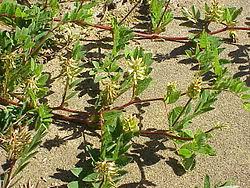 Attēlu rezultāti vaicājumam “Astragalus glycyphyllos”