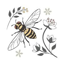 Attēlu rezultāti vaicājumam “Volucella pellucens”