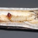 Attēlu rezultāti vaicājumam “Epiblema foenella”