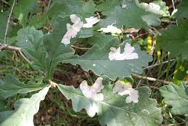 Attēlu rezultāti vaicājumam “Tischeria ekebladella”