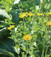 Image result for Inula helenium