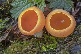 Attēlu rezultāti vaicājumam “Sarcoscypha austriaca var. lutea”