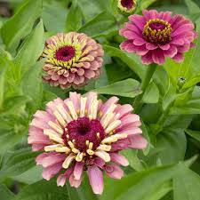 Image result for Zinnia elegans