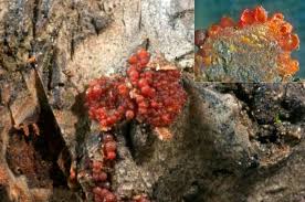 Attēlu rezultāti vaicājumam “Nectria sp., Neonectria sp.”