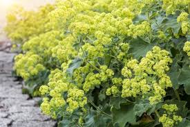 Image result for Frauenmantel