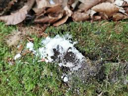 Attēlu rezultāti vaicājumam “Fuligo candida”