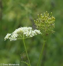 Image result for Chaerophyllum aureum