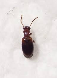 Attēlu rezultāti vaicājumam “Anthicidae”