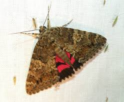 Attēlu rezultāti vaicājumam “Catocala sponsa”