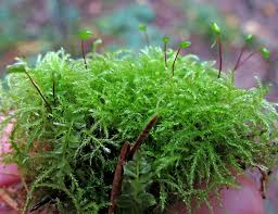 Attēlu rezultāti vaicājumam “Sciuro-hypnum curtum”