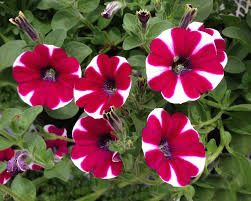 Image result for Petunia hybrida