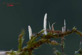 Attēlu rezultāti vaicājumam “Eocronartium muscicola”