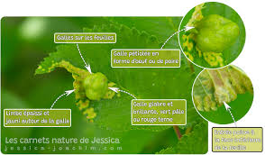 Attēlu rezultāti vaicājumam “Tetraneura ulmi”