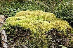 Attēlu rezultāti vaicājumam “Brachythecium”