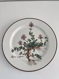 Attēlu rezultāti vaicājumam “Thymus pulegioides fruit”