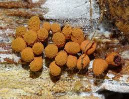 Attēlu rezultāti vaicājumam “Trichia scabra”