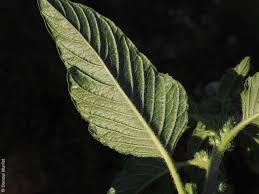 Attēlu rezultāti vaicājumam “Amaranthus retroflexus leaf”