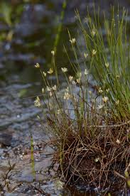 Attēlu rezultāti vaicājumam “Juncus stygius”